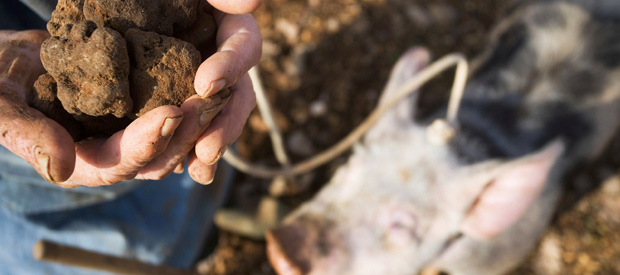 Languedoc Truffle