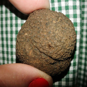 Languedoc Truffle