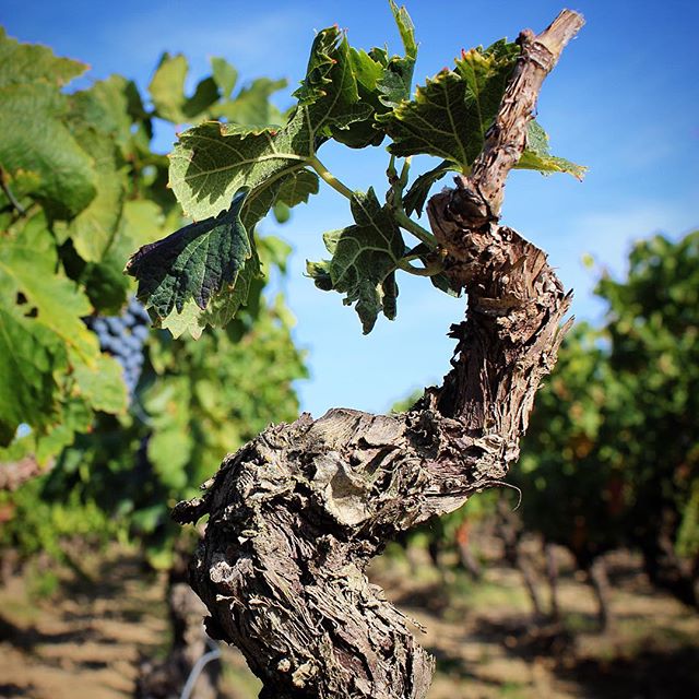 Wine harvest at Domaine de Palats