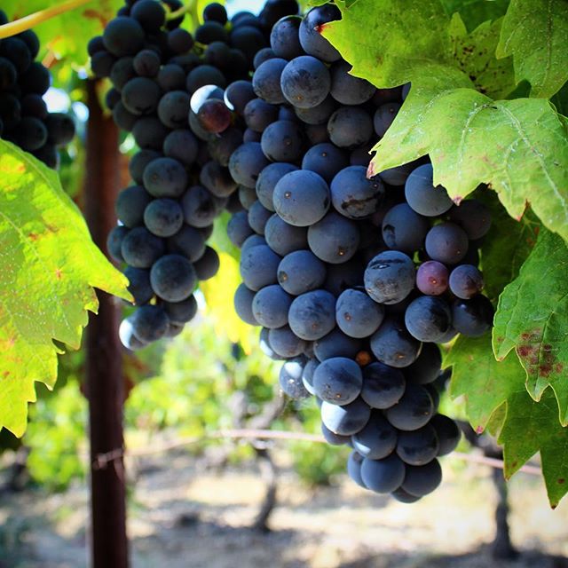 Wine harvest at Domaine de Palats