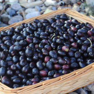 Olive harvest
