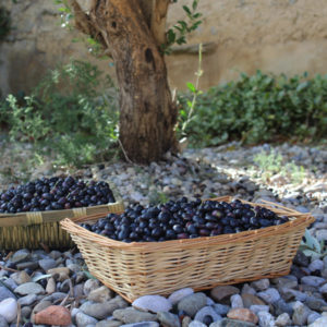 Olive harvest
